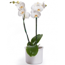 Send orchid Plant to Manila