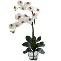 Send orchid Plant to Rizal