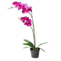 Send pink orchids plant to philippines