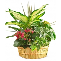 Send Plant to manila