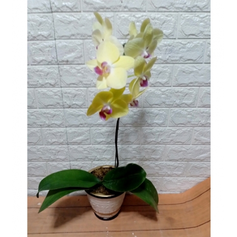 Send Orchid Plant to manila